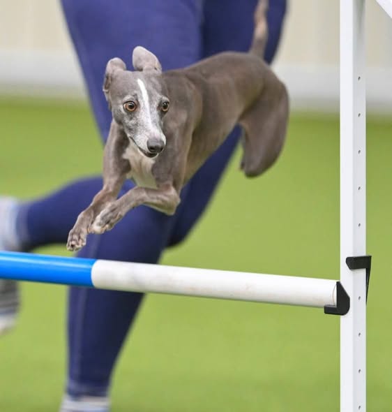 Agility 1