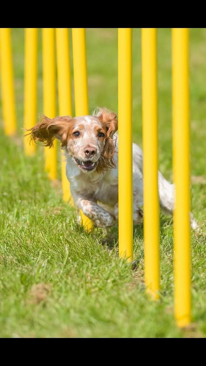 Agility 3